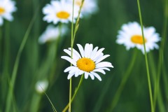 Daisys