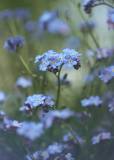 Delicate Forget Me Nots
