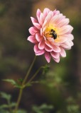 A Bee's Dahlia