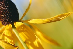 Dancing Yellow