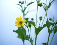 Fog Flower