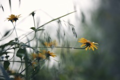 Horizontal Flower
