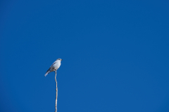 Sky Bird