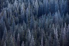 Frozen Pines