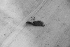 Flying No More
