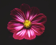 Deep Red Cosmos