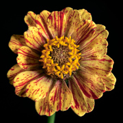 Zinnia Splatter