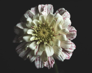 Speckled Red Zinnia 