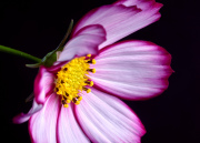 Garden Cosmos