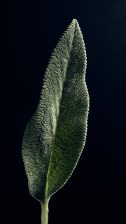 Lambs-ear