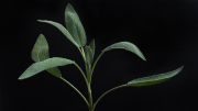 Common Sage