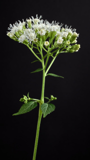 White Snakeroot