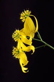 Wingstem
