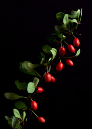 Japanese Barberry