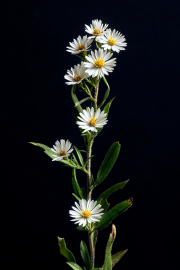 Hairy Aster