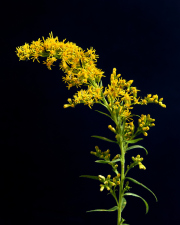 Tall Goldenrod