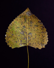 Eastern Cottonwood