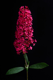 Butterfly Bush
