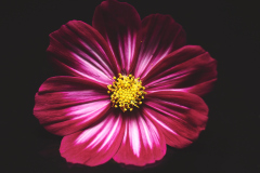 Deep Red Cosmos