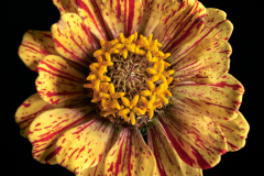 Zinnia Splatter