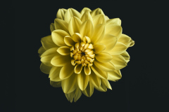 Soft Yellow Dahlia