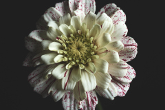 Speckled Red Zinnia 