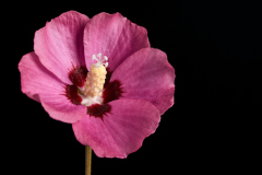 Rose of Sharon 