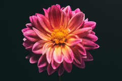 Dahlia Yellow Center