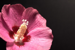 Rose of Sharon