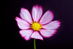 Cosmos Glow