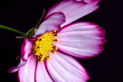 Garden Cosmos