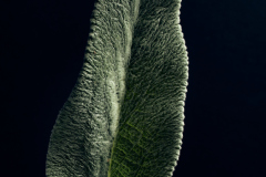 Lambs-ear