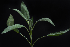 Common Sage