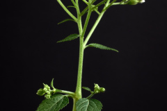 White Snakeroot