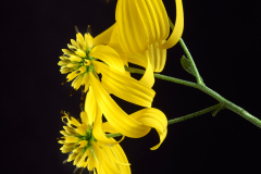 Wingstem