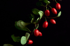 Japanese Barberry