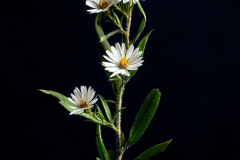 Hairy Aster