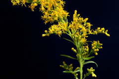 Tall Goldenrod