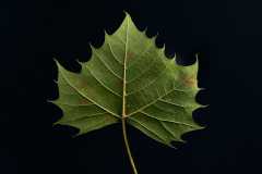 American Sycamore