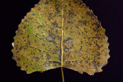 Eastern Cottonwood