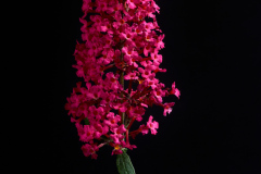 Butterfly Bush
