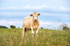 Field Cow