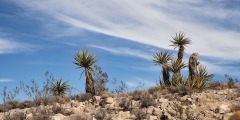 Cactus Landscape