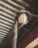 Web Light