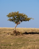Leaning Tree