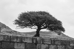 Twisted Tree