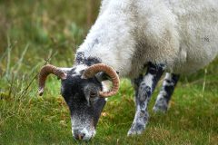Grass Nibbling 