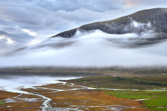 Scottish Fog