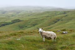 Bad Haircut Sheep