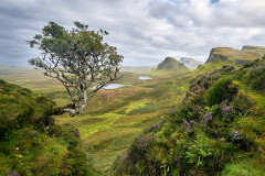 Quiraing Tree